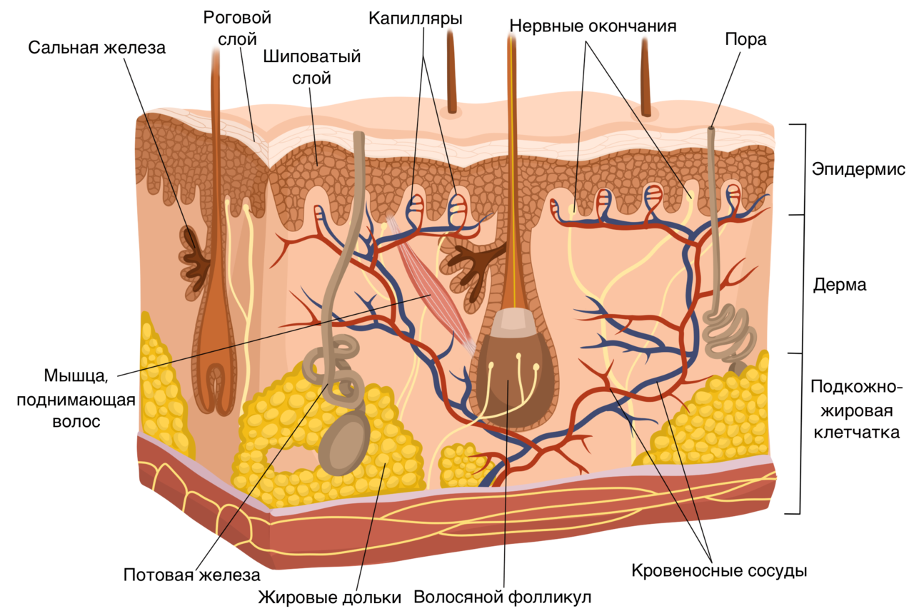 Общий кожный покров. Слой 1) эпидермис 2) дерма 3) гиподерма. Строение кожи эпидермис дерма гиподерма. Эпидермис дерма подкожная жировая клетчатка. Строение кожи эпидермис дерма подкожная клетчатка.